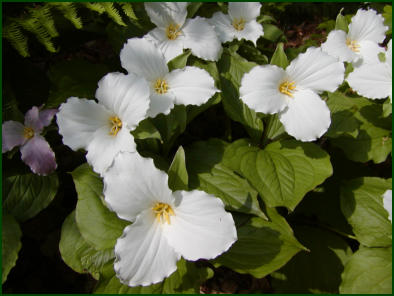 Flowers in Fifield, Wisconsin