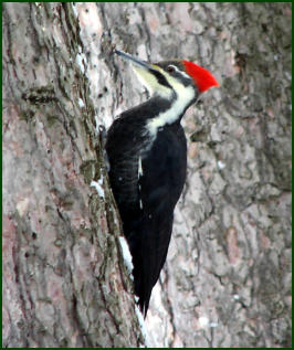 Woodpecker in Fifield, Wisconsin